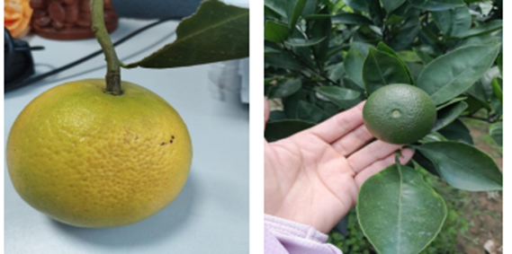 Nghiên cứu, phục tráng, lưu giữ nguồn gen và xây dựng mô hình trồng mới cam Đồng Dụ tại Hải Phòng