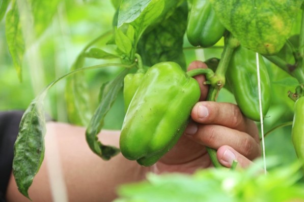 Hành trình biến một quả đồi hoang khô cằn thành một mô hình nông nghiệp hữu cơ tiêu biểu