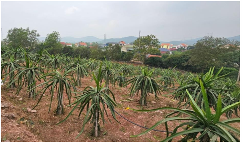 Ứng dụng giải pháp kỹ thuật tổng hợp phòng trừ sâu bệnh hại chính trên cây thanh long tại thành phố Chí Linh, tỉnh Hải Dương