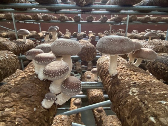 Mô hình nông nghiệp đột phá: Trồng nấm hương hữu cơ có hàm lượng protein tương đương thịt bò