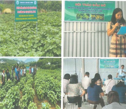 Xây dựng mô hình trồng, sơ chế dược liệu ké đầu ngựa (Xanthium strumarium L.) theo hướng GACP-WHO tại Hải Dương (nay là thành phố Hải Phòng)