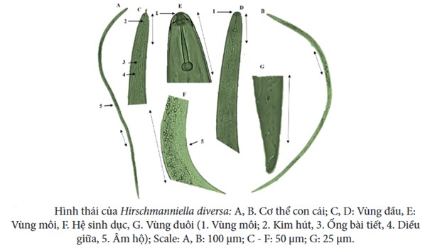 Định danh thành phần tuyến trùng ký sinh thực vật hiện diện tại rễ và vùng đất quanh rễ cây lúa (Oryza sativa) tại tỉnh Sóc Trăng