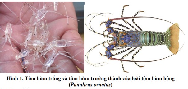 Hoàn thiện quy trình công nghệ ương nuôi tôm hùm (Panulirus ornatus) giống
