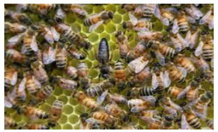 Nghiên cứu vai trò kháng virus của hệ vi khuẩn đường ruột và chế tạo chế phẩm sinh học giúp tăng cường miễn dịch và kháng virus gây bệnh trên ong mật ở Việt Nam