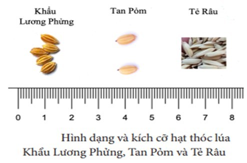 Sử dụng chỉ thị phân tử nhận biết gen thơm và đánh giá sự khác biệt giống lúa Khẩu Lương Phửng, Nếp Tan Pỏm và Tẻ Râu