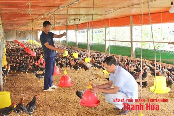Thanh Hóa: Tạo đột phá trong phát triển chăn nuôi