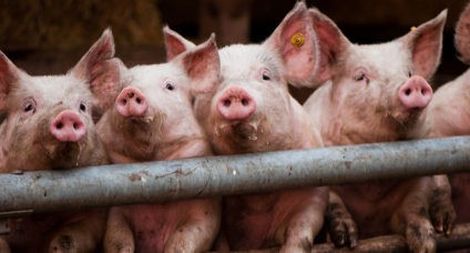 Dự án nghiên cứu nhằm tăng chất lượng thịt lợn của Vương quốc Anh
