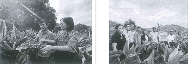 Xây dựng mô hình sản xuất thương phẩm giống nghệ N8, gắn với liên kết tiêu thụ sản phẩm tại tỉnh Hải Dương (nay là thành phố Hải Phòng)