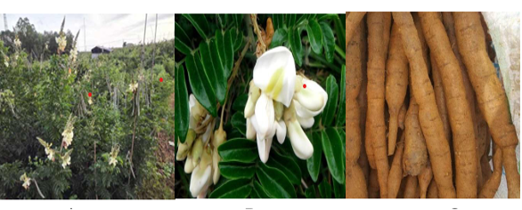 Nghiên cứu bước đầu xây dựng quy trình sơ chế, bảo quản Cát sâm  (Millettia Speciosa Champ)