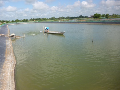 Kỹ thuật cải tạo ao, đầm nuôi