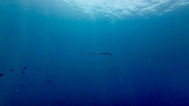 Kích thước khổng lồ của rắn biển to lớn nhất từng được ghi nhận