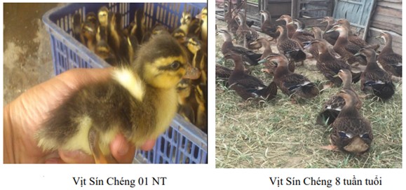 Khai thác và phát triển nguồn gen vịt Sín Chéng