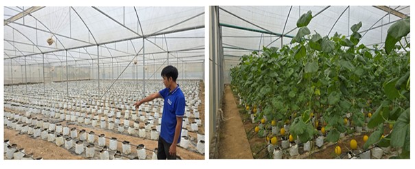 Mô hình nhà màng trồng dưa vàng tại Thanh Hóa: Bước đột phá từ nông nghiệp công nghệ cao