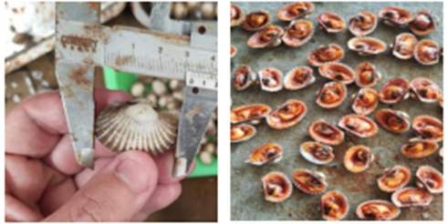 Nghiên cứu thử nghiệm sản xuất giống sò huyết Anadara granosa trong ao