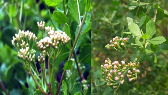 Nghiên cứu chiết xuất chất chống ung thư và tạo chế phẩm từ thực vật họ cúc (Asteraceae) thu thập ở Việt Nam