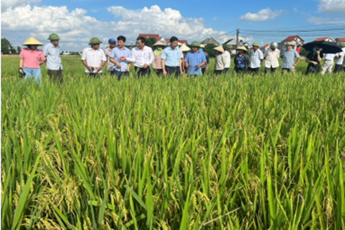 Phát triển sản xuất giống lúa lai thơm 6 đạt tiêu chuẩn VietGap trên địa bàn tỉnh Hải Dương