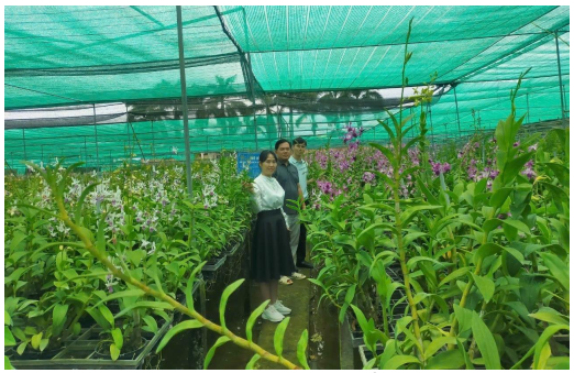 Hoàn thiện quy trình sản xuất thử nghiệm một số giống hoa lan Hoàng Thảo và lan Hồ Điệp mới bằng công nghệ nuôi cấy mô tế bào quy mô công nghiệp