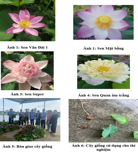 Nghiên cứu tuyển chọn, xây dựng mô hình trồng một số giống hoa sen gắn với phát triển du lịch tại tỉnh Hải Dương (nay là thành phố Hải Phòng)