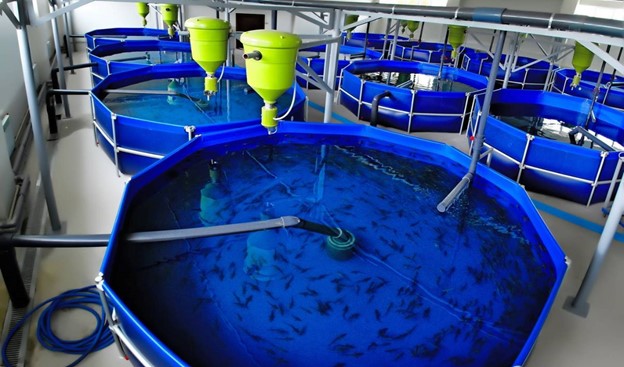 Sản xuất thử nghiệm tôm thẻ chân trắng thương phẩm bằng công nghệ lọc tuần hoàn (RAS) tại Hải Phòng