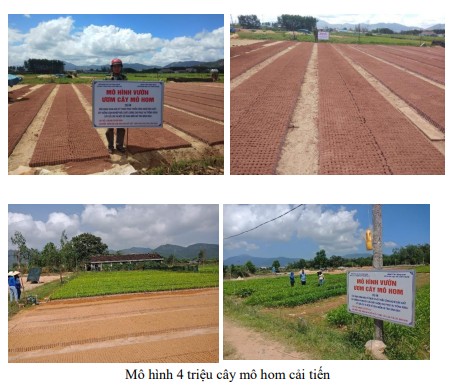 Ứng dụng khoa học kỹ thuật phát triển công nghệ sản xuất cây giống lâm nghiệp mới chất lượng cao phục vụ trồng rừng cây gỗ lớn tại một số vùng miền núi tỉnh Bình Định