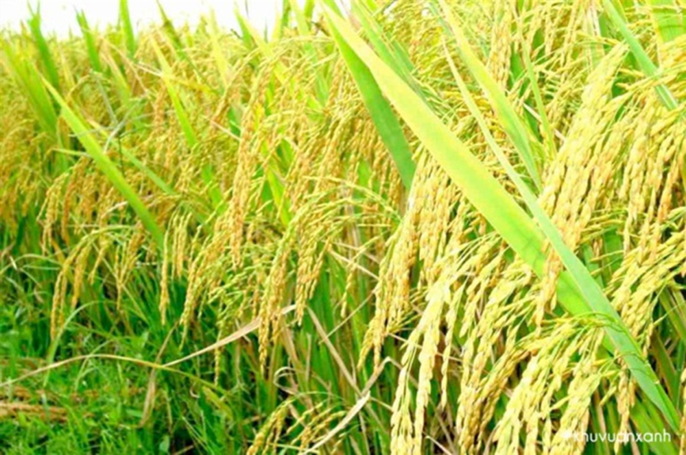 Sản xuất thử nghiệm giống lúa màu đặc sản Bát và Khẩu cẩm xẳng tại một số tỉnh Bắc Trung Bộ