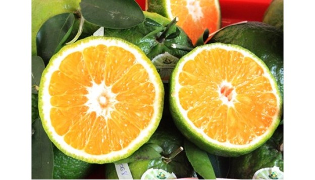 Chuyển giao tiến bộ kỹ thuật và xây dựng mô hình nhân giống và trồng cam sành không hạt chất lượng cao tại Trà Vinh