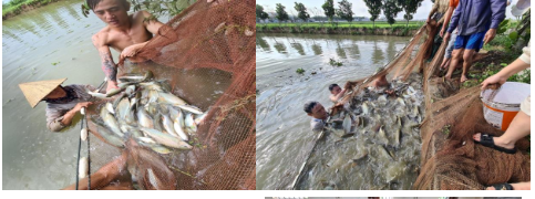 Ứng dụng tiến bộ khoa học công nghệ sản xuất giống và nuôi thương phẩm cá bỗng (Spinibarbus denticulatus Oshima, 1926) tại Nghệ An