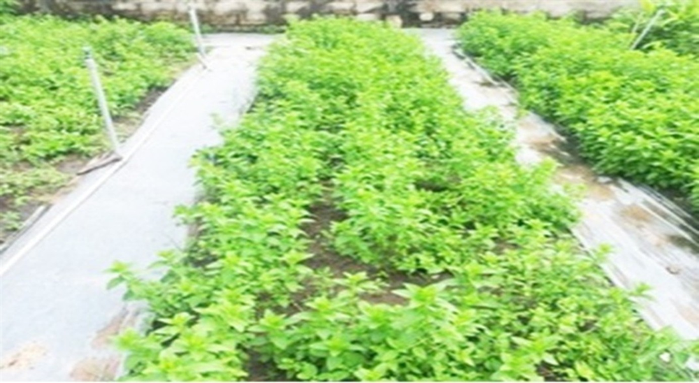Kỹ thuật canh tác cây bạc hà chiết xuất tinh dầu trồng trong nhà màng