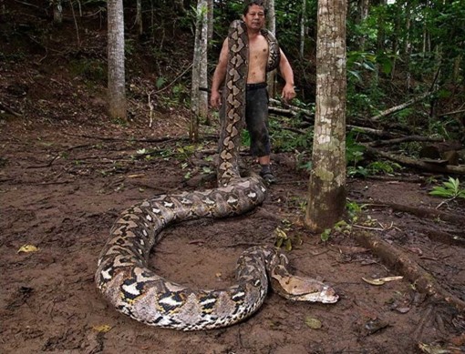 Kích thước khổng lồ của con trăn hoang dã lập kỷ lục dài nhất thế giới