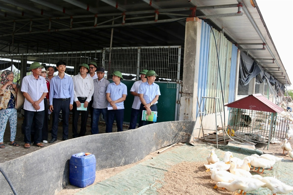 Giống vịt CT1234 phù hợp điều kiện chăn nuôi tại Hải Phòng