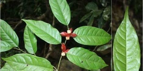 Phát hiện một loài thực vật mới thuộc họ Diệp hạ châu (Phyllanthaceae)