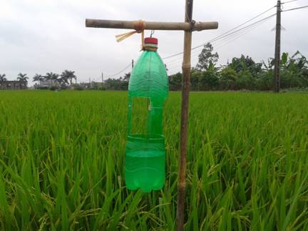 Ứng dụng Pheromone giới tính trong phòng trừ sâu đục thân hai chấm hại lúa tại Hải Phòng