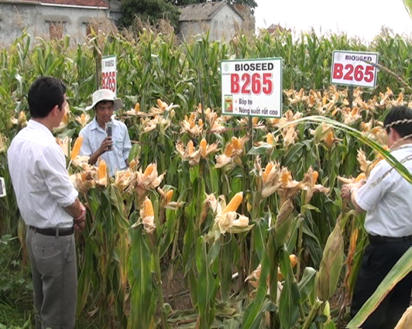 Giống ngô B265 - sự lựa chọn tối ưu cho biến đổi khí hậu