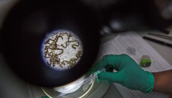 Các nhà khoa học Ấn Độ phát hiện ra các tế bào gốc tạo máu ở ruồi giấm