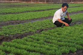 Trồng rau sạch với tỏi, ớt, rượu…