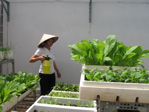 Trồng rau sạch với tỏi, ớt, rượu…