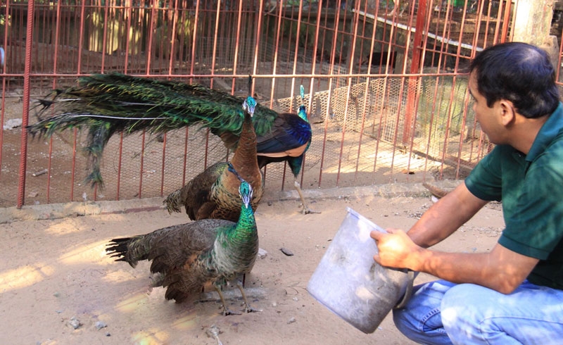 Kỹ thuật chăm sóc chim công thu bạc triệu mỗi ngày của triệu phú Bắc Ninh