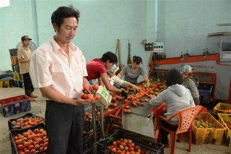 Độc đáo máy rửa, phân loại trái cà chua