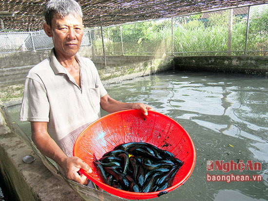 Nuôi cá lóc trong bể xi măng, thu nhập 200 triệu/ năm
