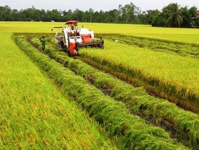 Lập bản đồ công nghệ cho ngành lúa, gạo Việt Nam