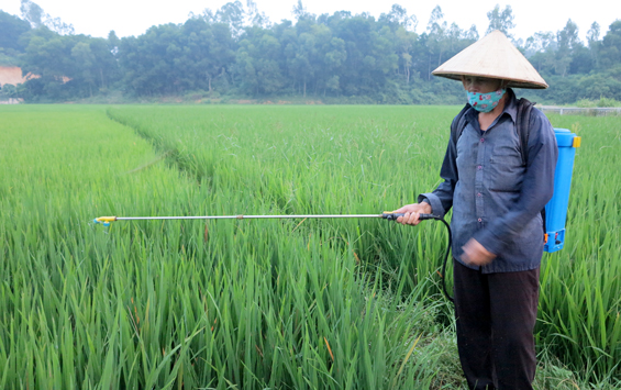 Chủ động phòng trừ một số sâu bệnh gây hại trên lúa mùa