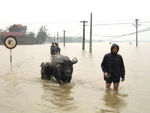 Những lưu ý chăn nuôi gia cầm mùa mưa bão