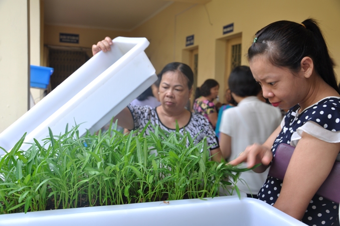 Giải pháp trồng rau sạch tại nhà