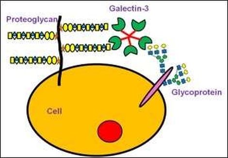 Các Protein đa chức năng: Phát hiện thấy các đặc tính bất ngờ của galectin-3
