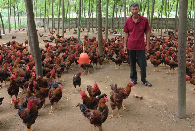 Kinh nghiệm nuôi gà Đông Tảo lai, lãi nửa tỷ đồng/năm