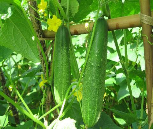Hai giống dưa chuột mới cho năng suất cao, chất lượng tốt