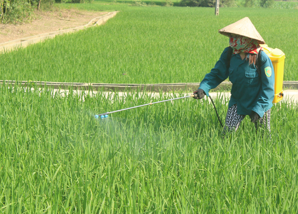 Tiếp tục tăng cường theo dõi và phòng, chống sinh vật gây hại lúa Mùa cuối vụ