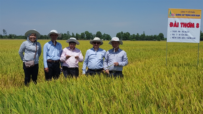 Giống lúa lai Đài thơm 8