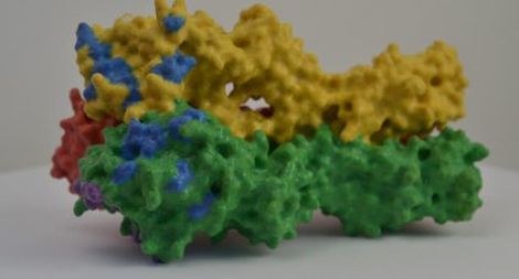 Các nhà nghiên cứu phát triển mô hình protein 3D