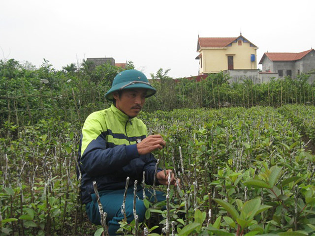 Kỹ thuật ghép nhân giống ổi